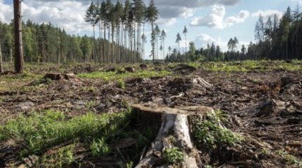 До 10 лет тюрьмы получили руководители «Семей орманы» за незаконную вырубку леса