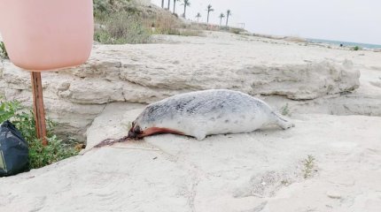 Труп тюленя в крови нашли на набережной в Актау