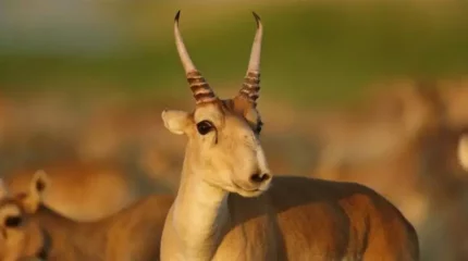 Қызылордада жаппай киік төлдеп жатыр