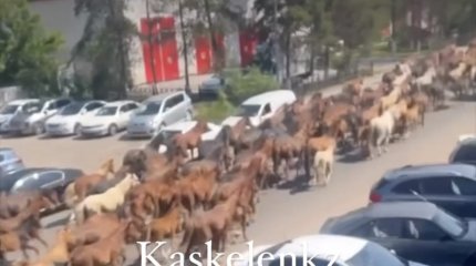 «Бесконечный» табун лошадей перегнали по главной улице Каскелена