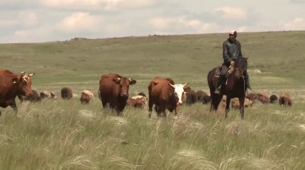 Қарағандылық шаруалар субсидиясыз қалуы мүмкін
