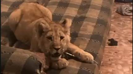 Алматинец держал двух маленьких львят в подсобке