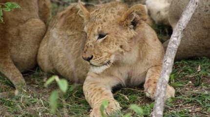 Алматы облысының тұрғыны үйінде арыстанның екі күшігін заңсыз асыраған