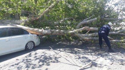 Шымкентте күшті желден ағаш құлап, көлікті басып қалды