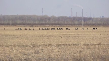 Павлодар облысында 3 бірдей ауыл мал жаятын жер таппай отыр