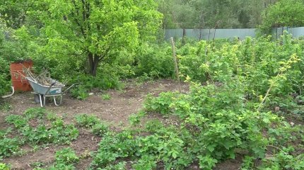 Оралдық бағбандарға базардағы сауда орындары тегін беріледі