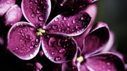 Сиреневый рай: полсотни сортов сирени зацвели в алматинском саду