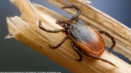 В ВКО клещи покусали уже более 400 человек