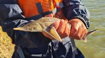 Браконьерлер аулаған 7 итбалық Каспий теңізіне қайта жіберілді