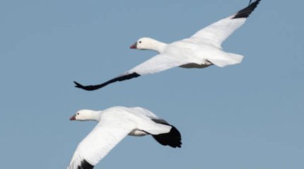 Диких гусей отстреливал полицейский в СКО