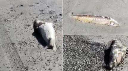 Рыбак обнаружил мертвых тюленей, бельков и краснокнижную рыбу на берегу Каспия