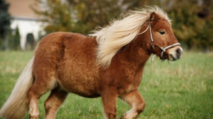 Пони покалечила ребёнка в Москве