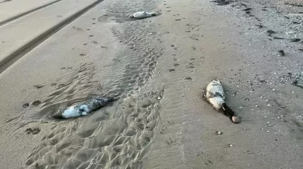 Каспийде тағы да итбалық қырылып, қылмыстық іс қозғалды