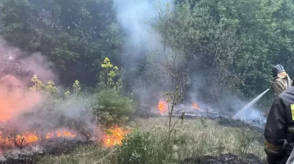 Абай облысындағы орман өрті 60 мың гектарға жайылды