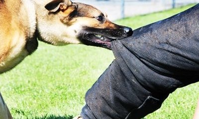 Жетісу облысында 374 адамды ит қапты