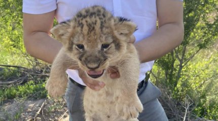 Львят из зоопарка пытались продать в Караганде