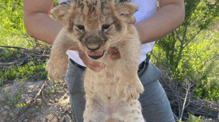 Қарағандыда үш ер адам хайуанаттар бағындағы арыстанның күшігін 6 млн теңгеге сатпақ болған