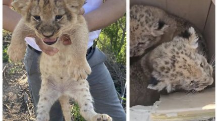 Продавцами карагандинских львят оказались сотрудники зоопарка