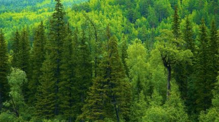 Қаржы министрі орман шаруашылығына қанша теңге бөлінгенін айтты