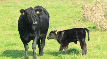 Ауыл шаруашылығында санақ жүргізіледі –Үкімет отырысы