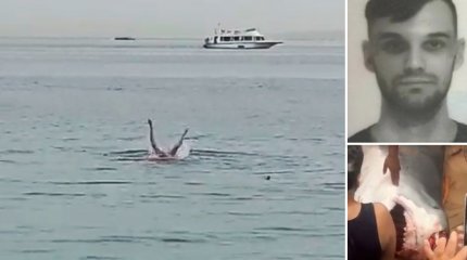 Акулу-людоеда, которая растерзала туриста, выставят в музее Египта