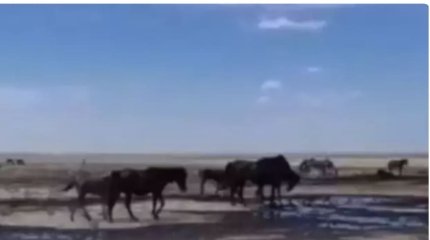 Лошади пьют нефть в Мангистау: экологи прокомментировали видео