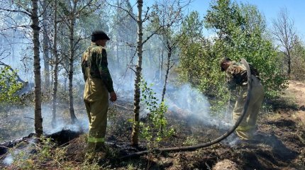 Что происходит в зоне лесного пожара, рассказали в МЧС