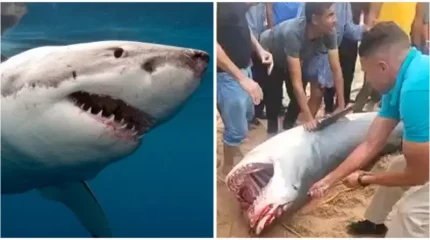 Египетте жігітті жеп қойған акула музейге қойылады