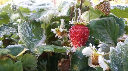 Заморозки ожидают на севере и востоке Казахстана