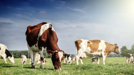 Свыше 100 млн субсидий украл крестьянин в Туркестанской области