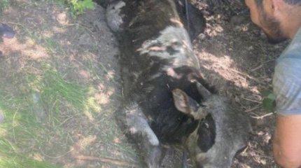 Телёнок провалился в яму в Усть-Каменогорске: ему понадобилась помощь спасателей