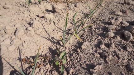 Жамбылдық шаруалар "шығынға баттық, 90 күннен бері сусыз отырмыз" деп шу шығарды