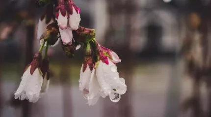 Бүгін еліміздің батысында өткінші жаңбыр жауады