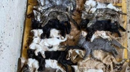Страшные кадры опубликовали зоозащитники из отлова в Шымкенте