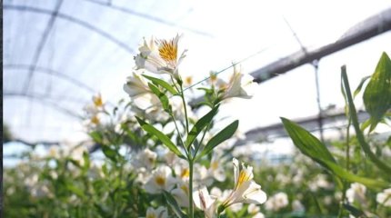 ЕЛІМІЗДЕ СИРЕК КЕЗДЕСЕТІН  ПЕРУ ЛАЛАГҮЛІ ҚАЗЫҒҰРТТА ЖАЙҚАЛЫП ТҰР