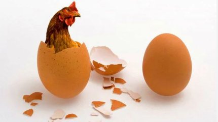 Ученые наконец выяснили, что было раньше - курица или яйцо