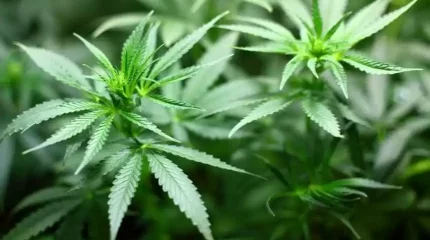 Депутат қарасораны медициналық мақсатта пайдалануды ұсынды