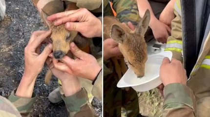 Астаналық өрт сөндірушілер өрт ортасында қалған киіктің лағын құтқарып қалды