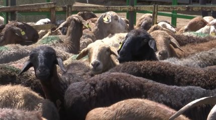 «Құрбан айтты пайдаланып, бағаны көтеру күнә деп санаймын», - кәсіпкер