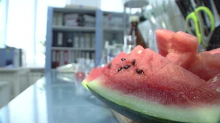 Қызылорда облысында 21 адам қарбыздан ұшынды