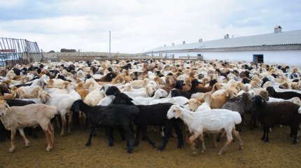 Қазақстаннан ұсақ малды шығаруға шектеу енгізілмек