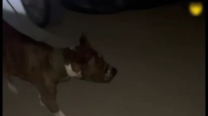 Атырауда қала тұрғыны мен полиция қызметкерін итіне қаптырған азаматтың үстінен қылмыстық іс қозғалды