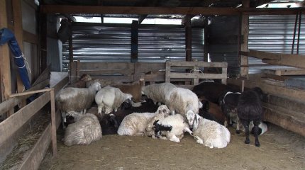 "Құрбандық шалу үшін адамның жағдайы болуы керек" - ҚМДБ өкілі