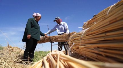 Қызылордалық көпбалалы ана қамысты кәдеге жаратып, табыс табуда