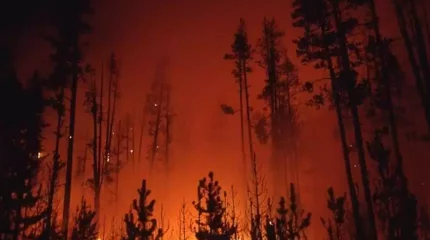 Ғаламшар Швейцарияның көлеміндей тропикалық орманынан айырылды