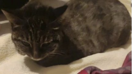 Кошку спасли огнеборцы во время пожара в Актау