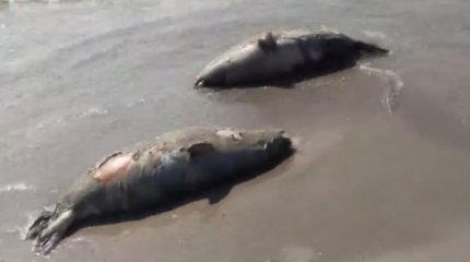 Мёртвых тюленей вновь выбросило на берег в Мангистауской области
