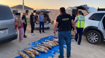 До трех лет тюрьмы грозит мангистаусцам за 17 осетров