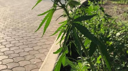 Клумбы с коноплей в центре Петропавловска удивили горожан