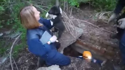 Провалившегося в колодец щенка спасли в ВКО